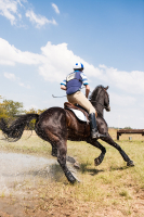 Paard